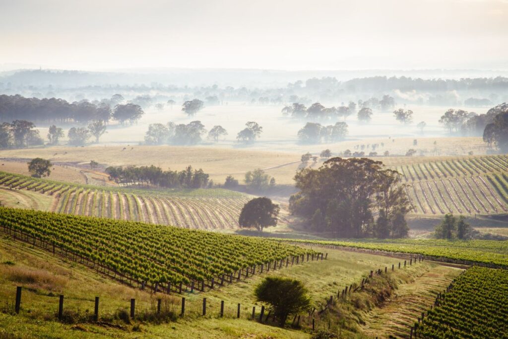 Mist over a vineyard in Hunter Valley, NSW, one of the world's best wine regions - Luxury Escapes 