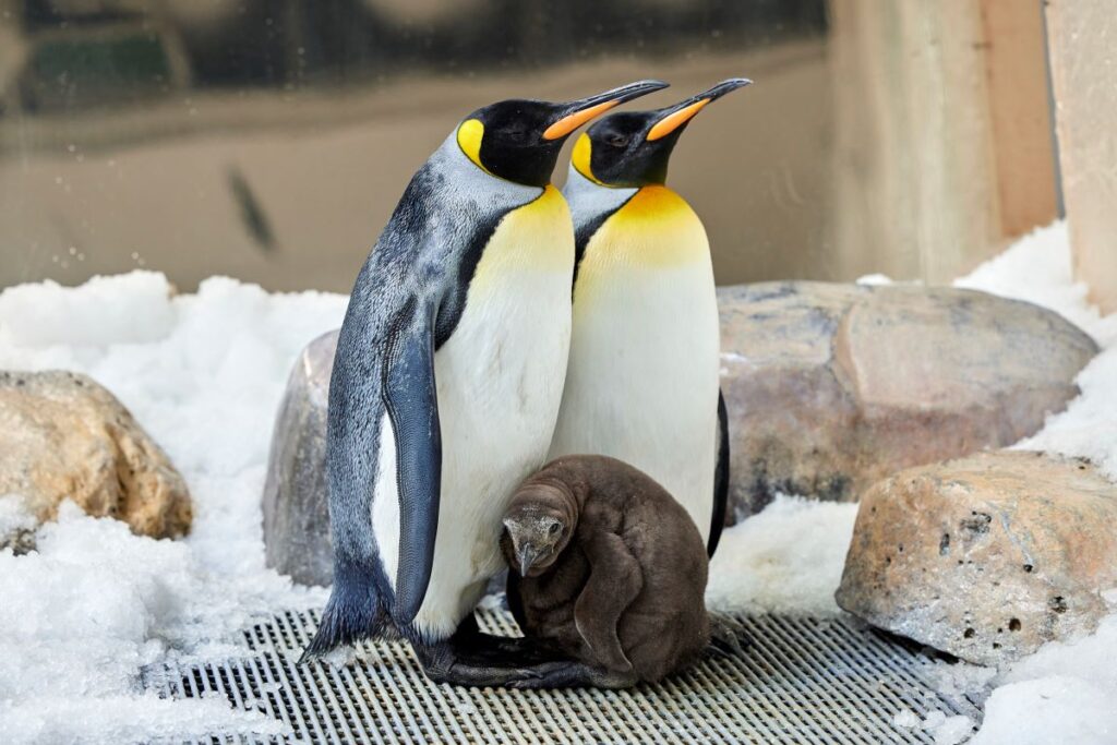 SEALIFE Melbourne Aquarium's newest King Penguin chick, Pesto, and its parents standing on the ice - Luxury Escapes