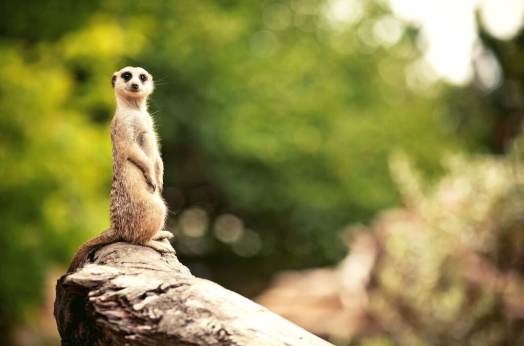 One of Melbourne Zoo's meerkats, standing on top of a rock, looking at the camera - Luxury Escapes 