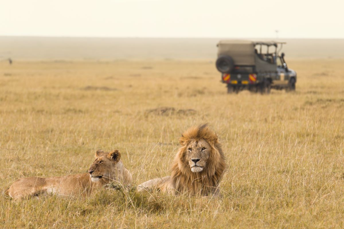 The chance to see lions is one of the best parts of an African safari in one of the continent's best national parks or game reserves - Luxury Escapes