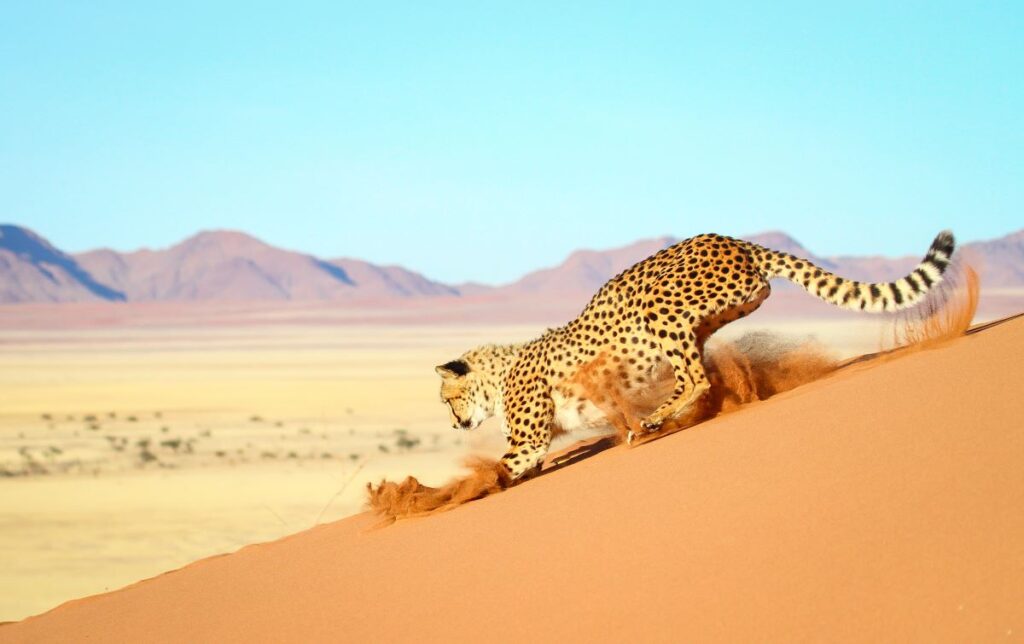 Spying a cheetah in the Namib Desert is one of the very best safari experiences in Africa - Luxury Escapes