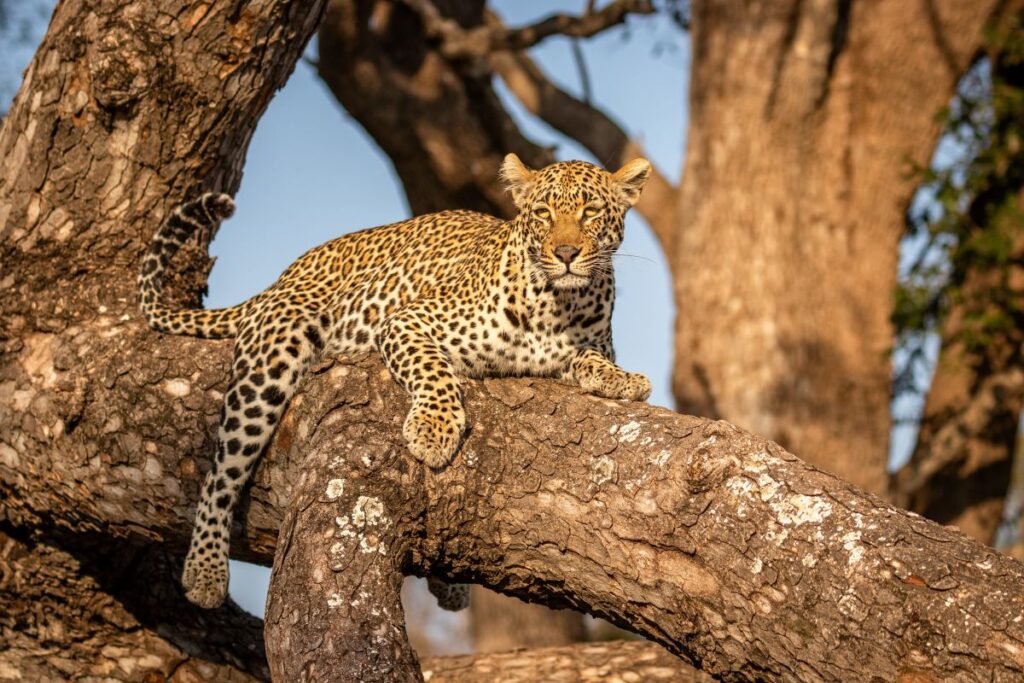 Spotting an elusive leopard is a safari highlight in one of Africa's best national parks or game reserves - Luxury Escapes