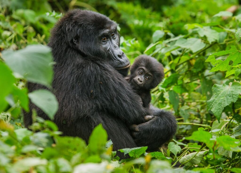 Trekking to the home of Uganda's mountain gorillas is one of the most exclusive safari experiences in Africa - Luxury Escapes