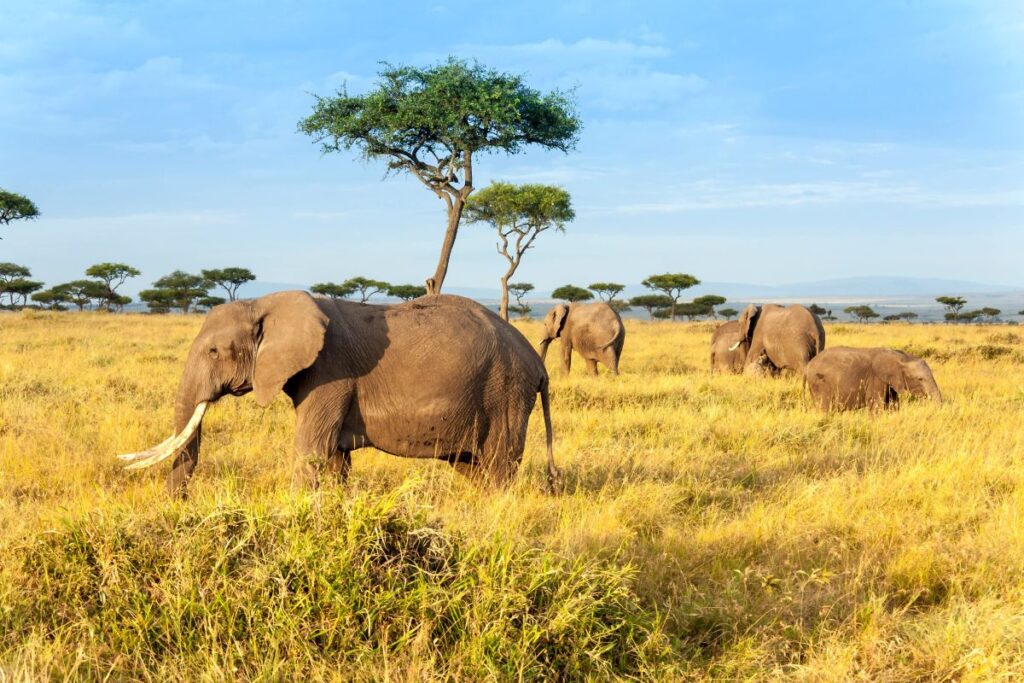 Seeing an African elephant is a bucket-list safari experience in one of Africa's best national parks or game reserves - Luxury Escapes