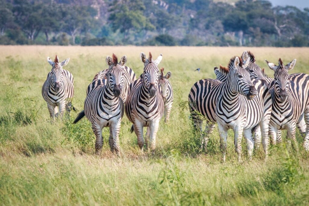 Watching the Chobe-Nxai Pan zebra migration is a bucket-list safari experience in one of Africa's best national parks or game reserves - Luxury Escapes