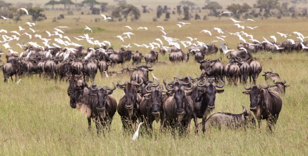 Watching the Great Migration of wildebeest and zebra is a bucket-list safari experience in one of Africa's best national parks or game reserves - Luxury Escapes