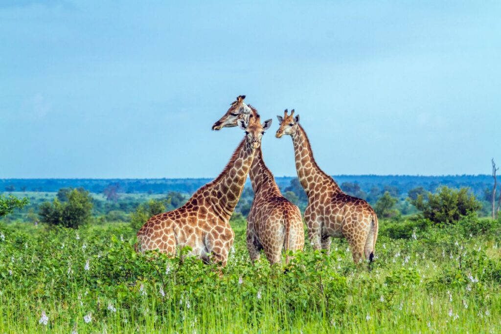 Spotting a giraffe is one of the best parts of a safari in one of Africa's best national parks or game reserves - Luxury Escapes