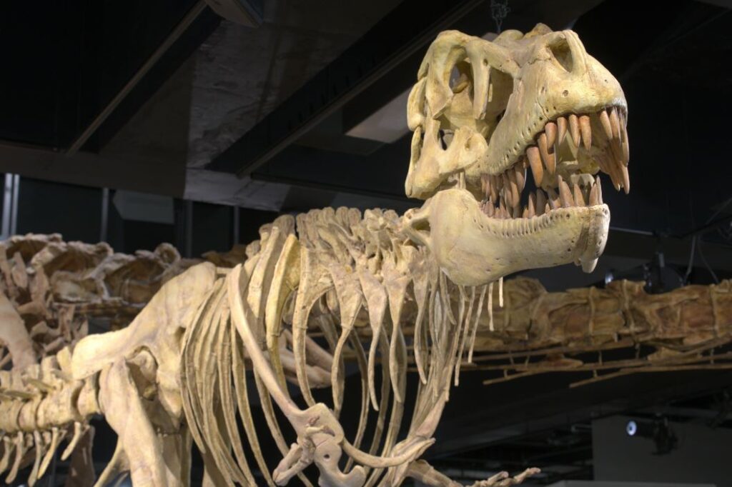 A Tyrannosaurus fossil displayed at Melbourne Museum's Dinosaurs Walk exhibition - Luxury Escapes 