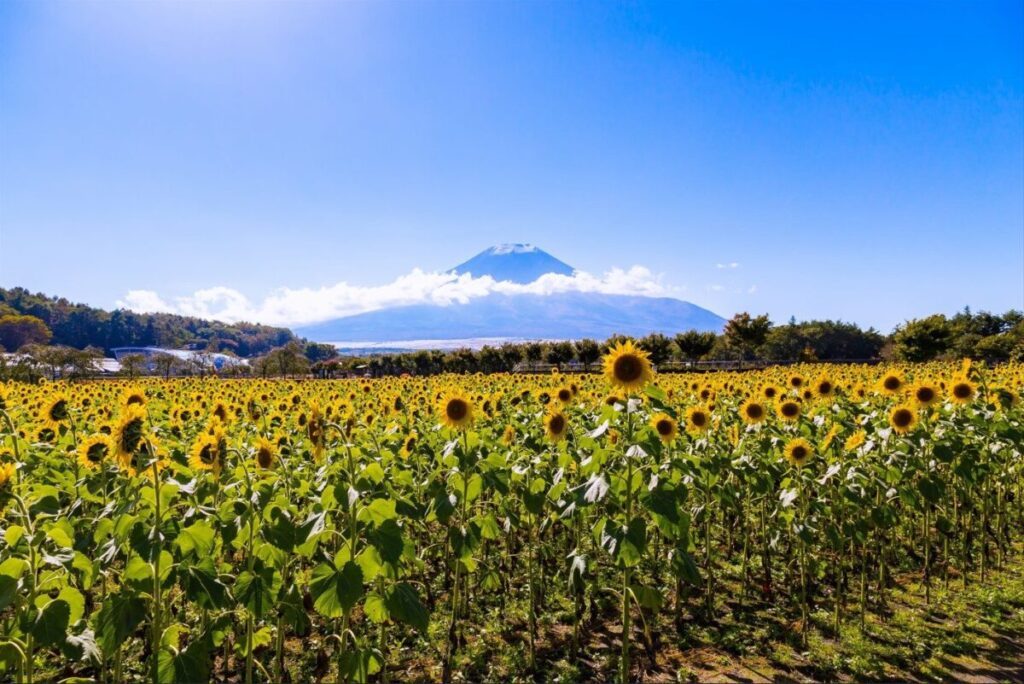 Mount Fuji in summer in Japan, one of the best things to do in Japan and reason to go to Japan - Luxury Escapes