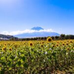 Mount Fuji in summer in Japan, one of the best things to do in Japan and reason to go to Japan - Luxury Escapes