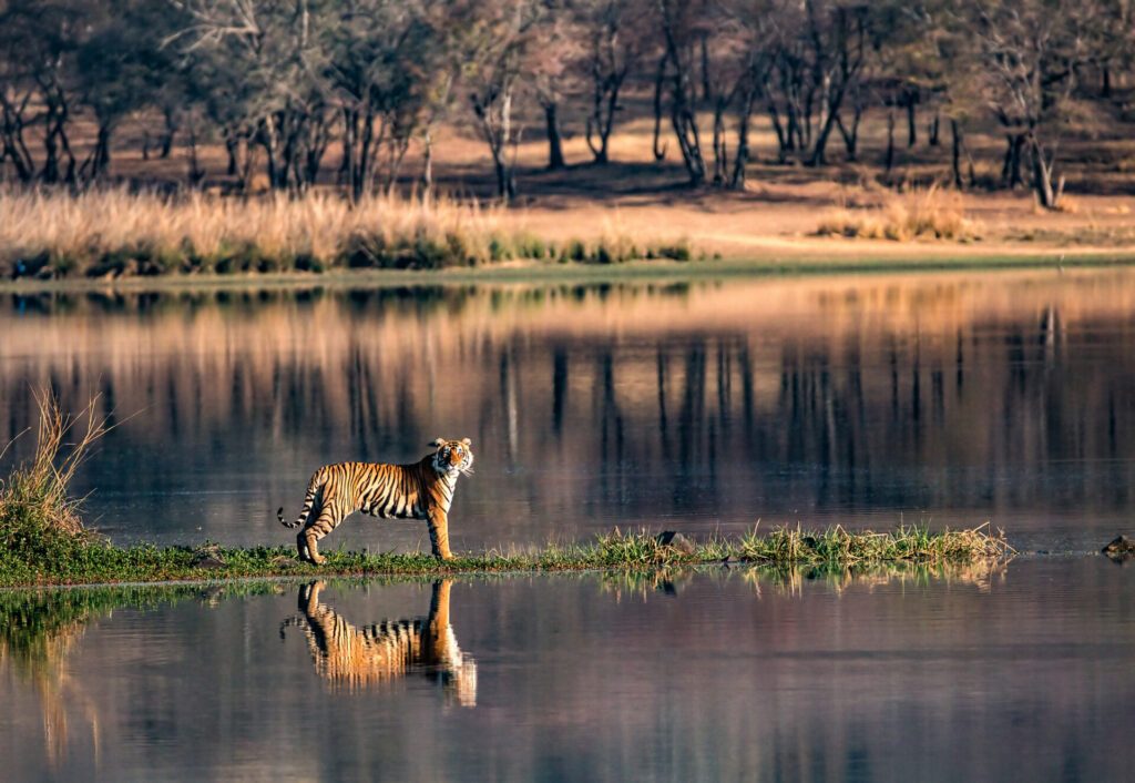 The Royal Bengal Tiger in Ranthambore National Park - Luxury Escapes