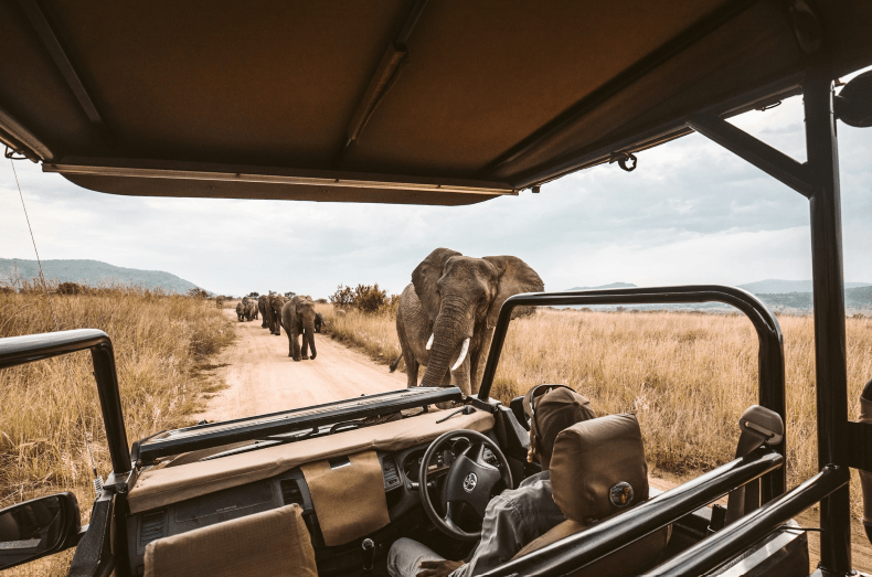 Elephants get up close to a safari vehicle on a game drive - Luxury Escapes