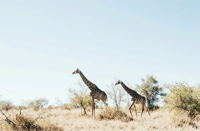 Two giraffes walking in Kruger National Park in South Africa - Luxury Escapes