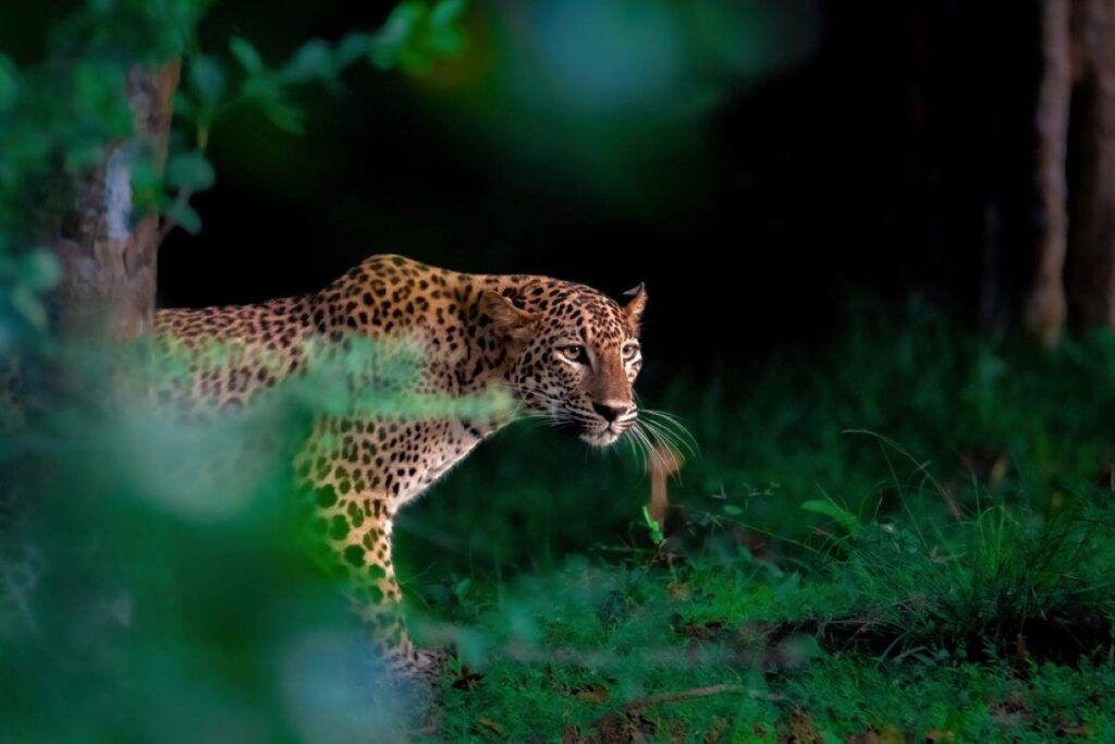 The Sri Lankan leopard is a rare highlight to any jungle safari tour - Luxury Escapes