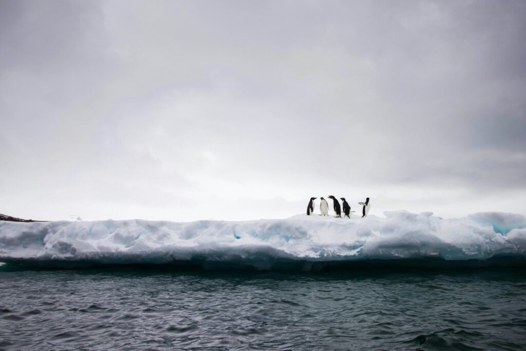 Penguins on the ice in Antarctica, something to see on a cruise there - Luxury Escapes