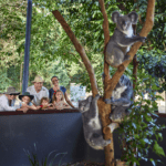 Hartley's Crocodile Adventures, one of the best things to do with kids in Port Douglas - Luxury Escapes