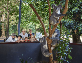 6 Things to Do with Kids in Port Douglas  