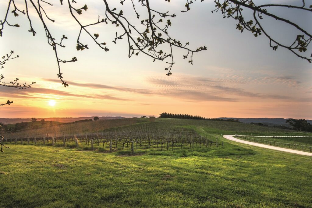 A vineyard in the Barossa Valley, South Australia, explored by Luxury Escapes by car sharing with Turo