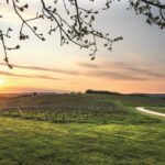 A vineyard in the Barossa Valley, South Australia, explored by Luxury Escapes by car sharing with Turo