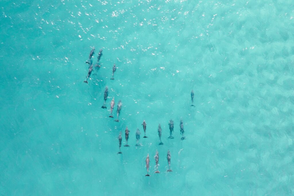 Dolphins which can be seen with a stay at SO/ Maldives, a resort loved by Luxury Escapes