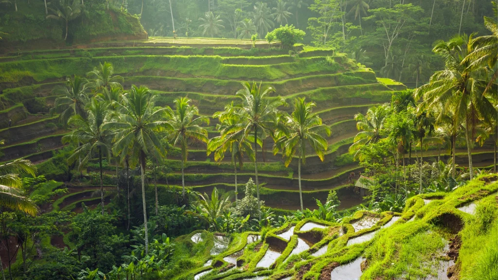 Emerald tiered rice paddies in Ubud are seen from an elevated height, glistening full of water in the golden sunlight.