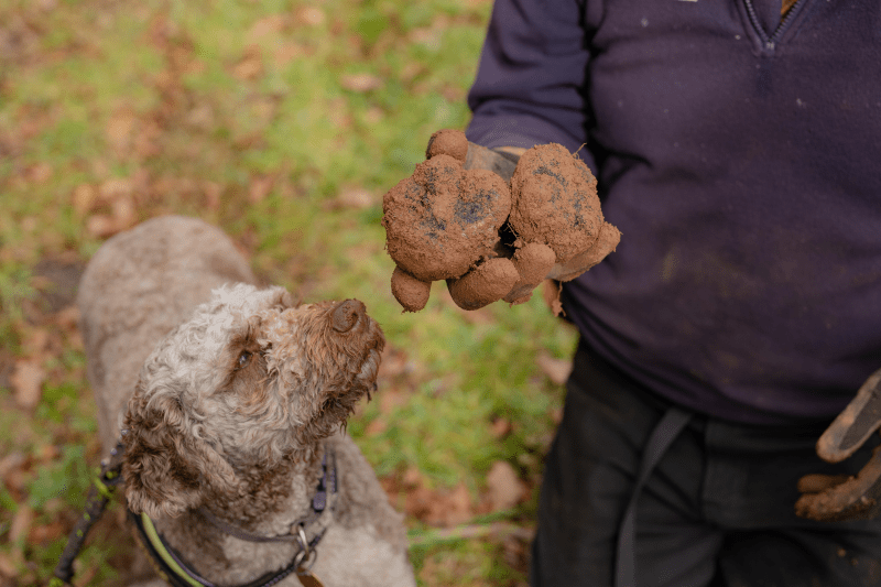 Black Cat Truffles - Luxury Escapes