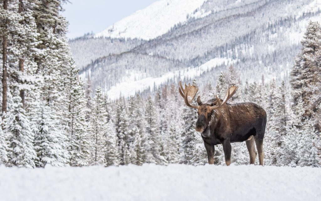 Elk standing in the snow in Banff Canada, an activity in the ultimate Banff itinerary - Luxury Escapes