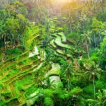 Rice terrace in Ubud.