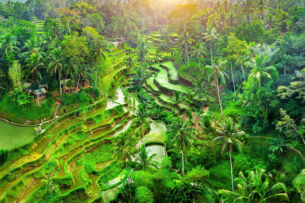 Rice terrace in Ubud.