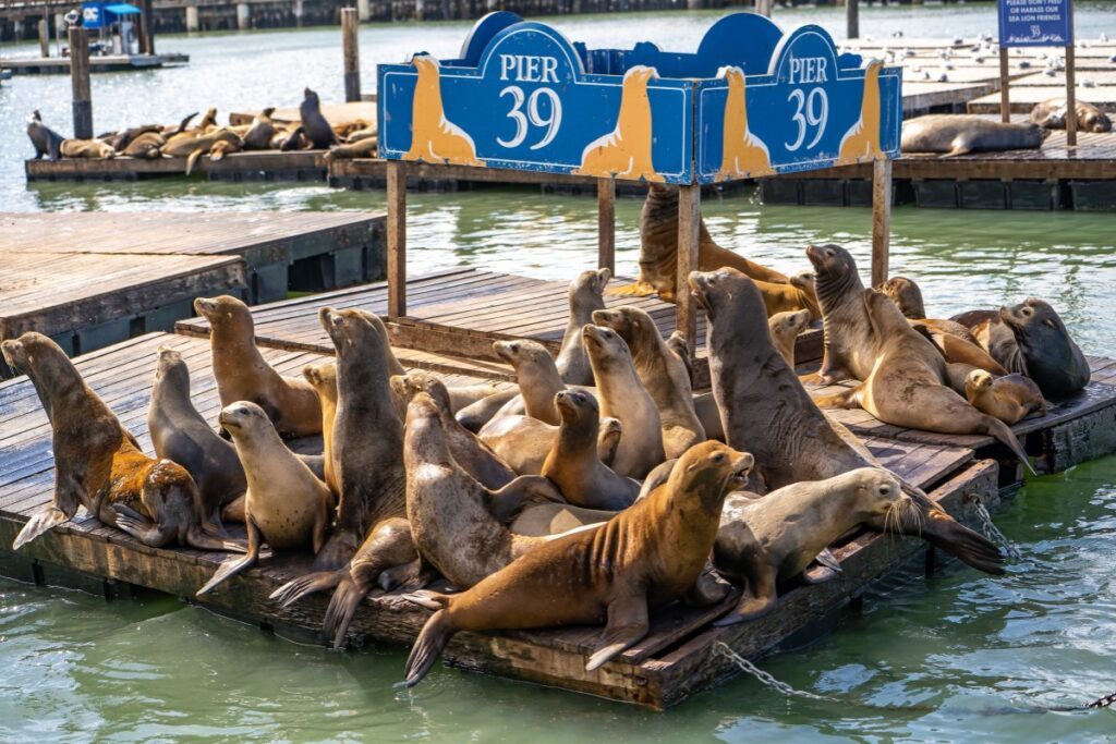 Sea lions on Pier 39 in San Francisco. A must-visit during 72 hours in San Francisco - Luxury Escapes.