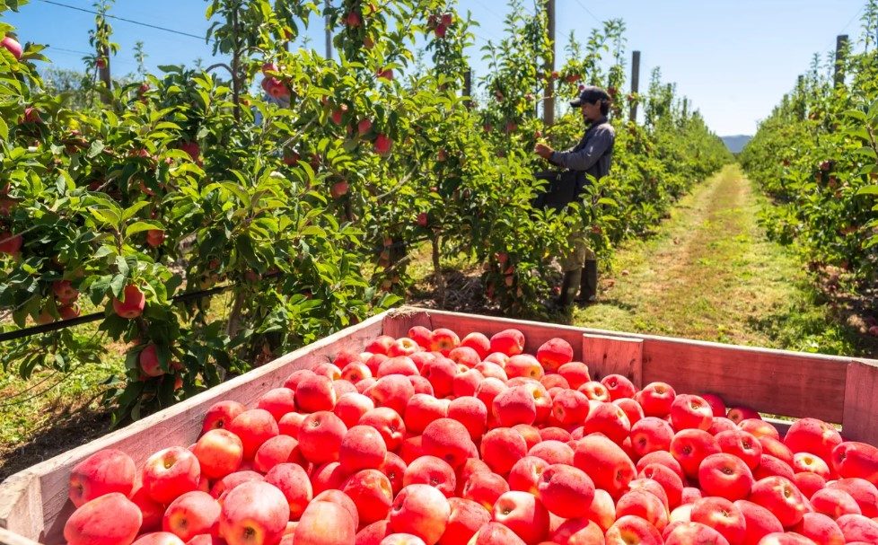 Apple picking in Nelson, in the Top of the South, New Zealand - Luxury Escapes