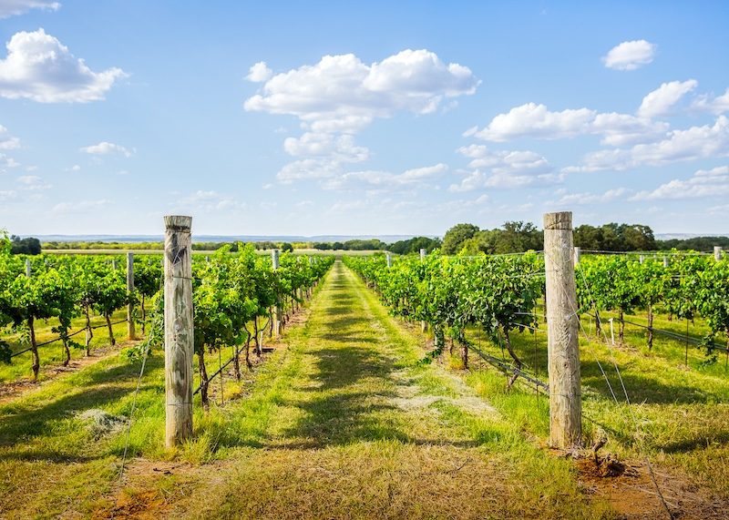 A vineyard in Fredericksburg in Texas - Luxury Escapes