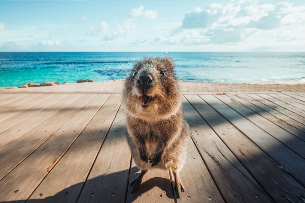 A quokka is a Western Australia icon - Luxury Escapes