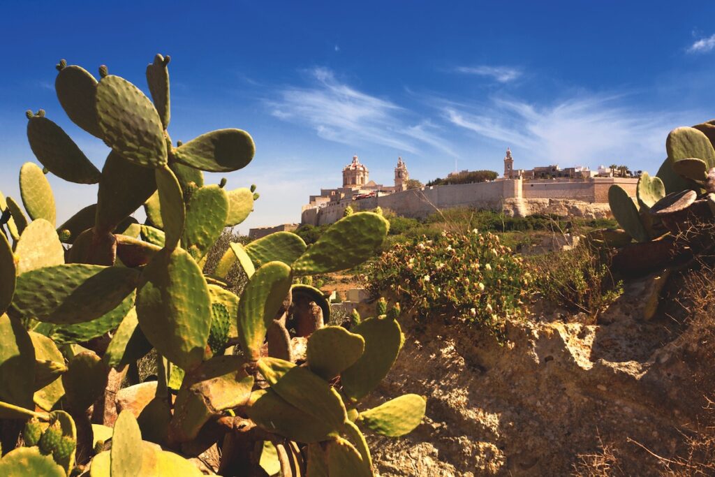 Prickly pear plants line the roads in Malta - Luxury Escapes
