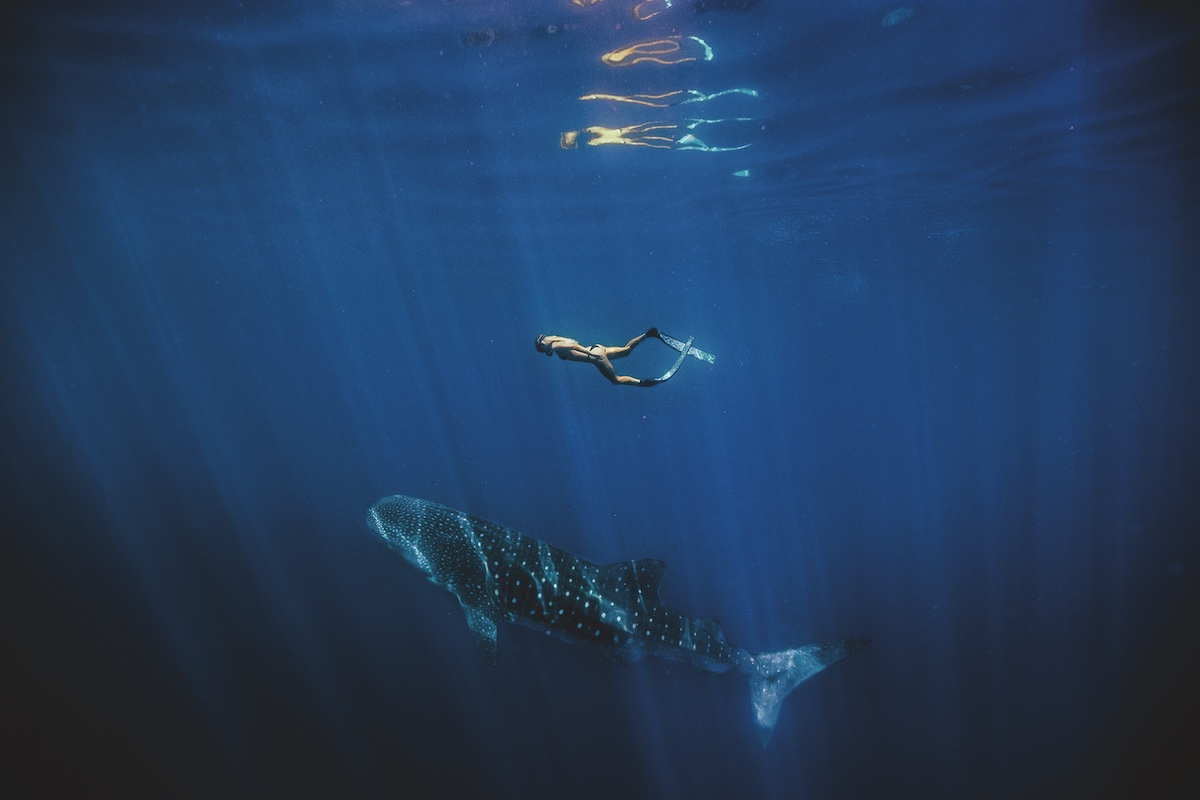 Swimming with whale sharks at Ningaloo Reef - Luxury Escapes