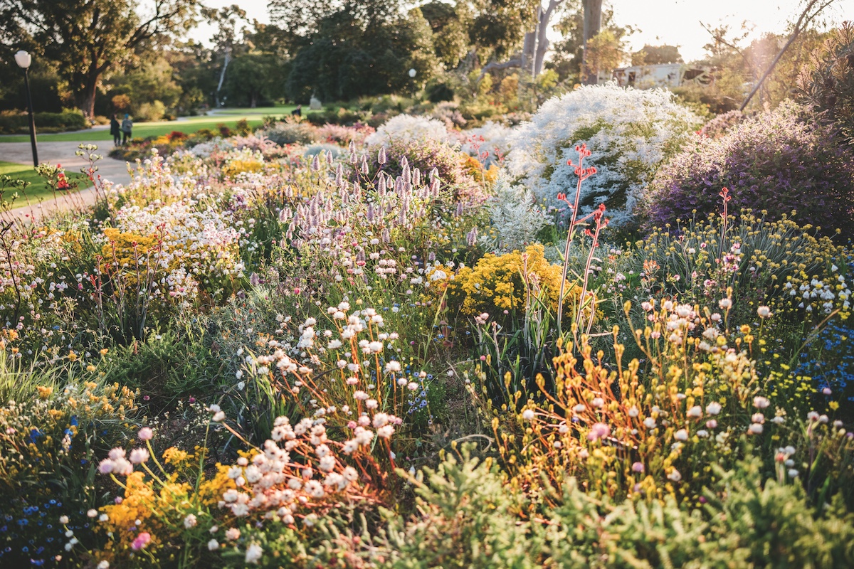 Wildlflowers at Kings Park in Perth - Luxury Escapes