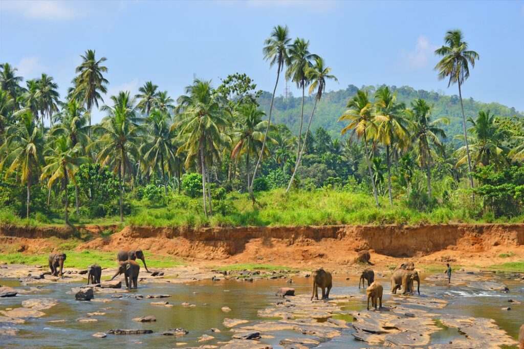 Elephants in Yala National Park, one of the best things to do in South Sri Lanka - Luxury Escapes