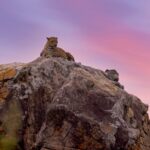 A leopard in Yala National Park, one of the best things to do in South Sri Lanka - Luxury Escapes