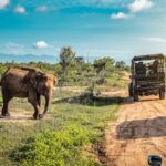 An elephant on a safari tour in Africa - Luxury Escapes