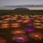Field of Light just turned 10 - Luxury Escapes