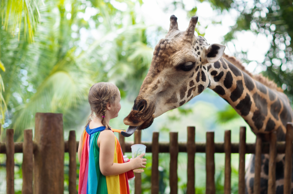 Girl feeding a giraffe at Singapore Zoo