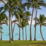 Palm trees with family of kayakers and paddle-boarders in the background in Fiji - Luxury Escapes