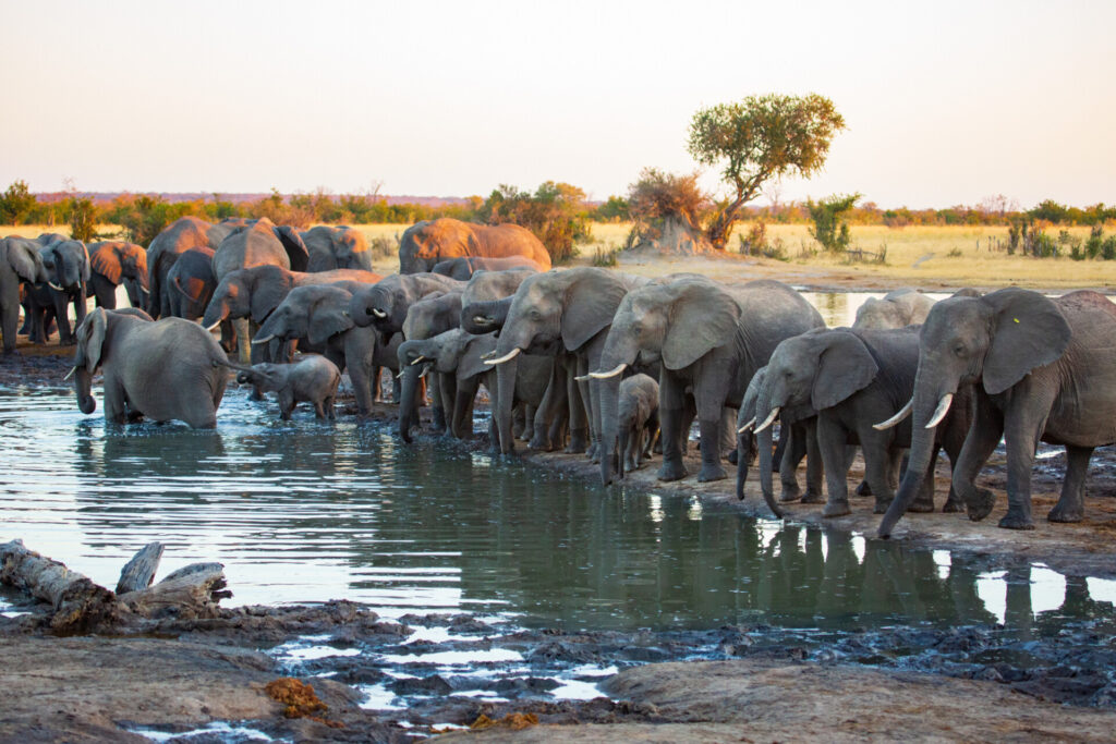 Luxury Escapes Tours Africa