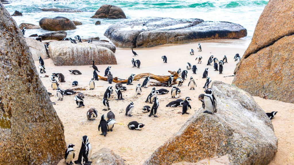 Luxury Escapes Tours Africa
