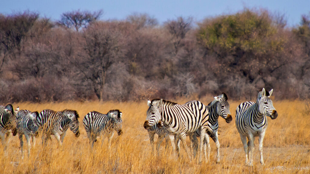 Luxury Escapes Tours Africa