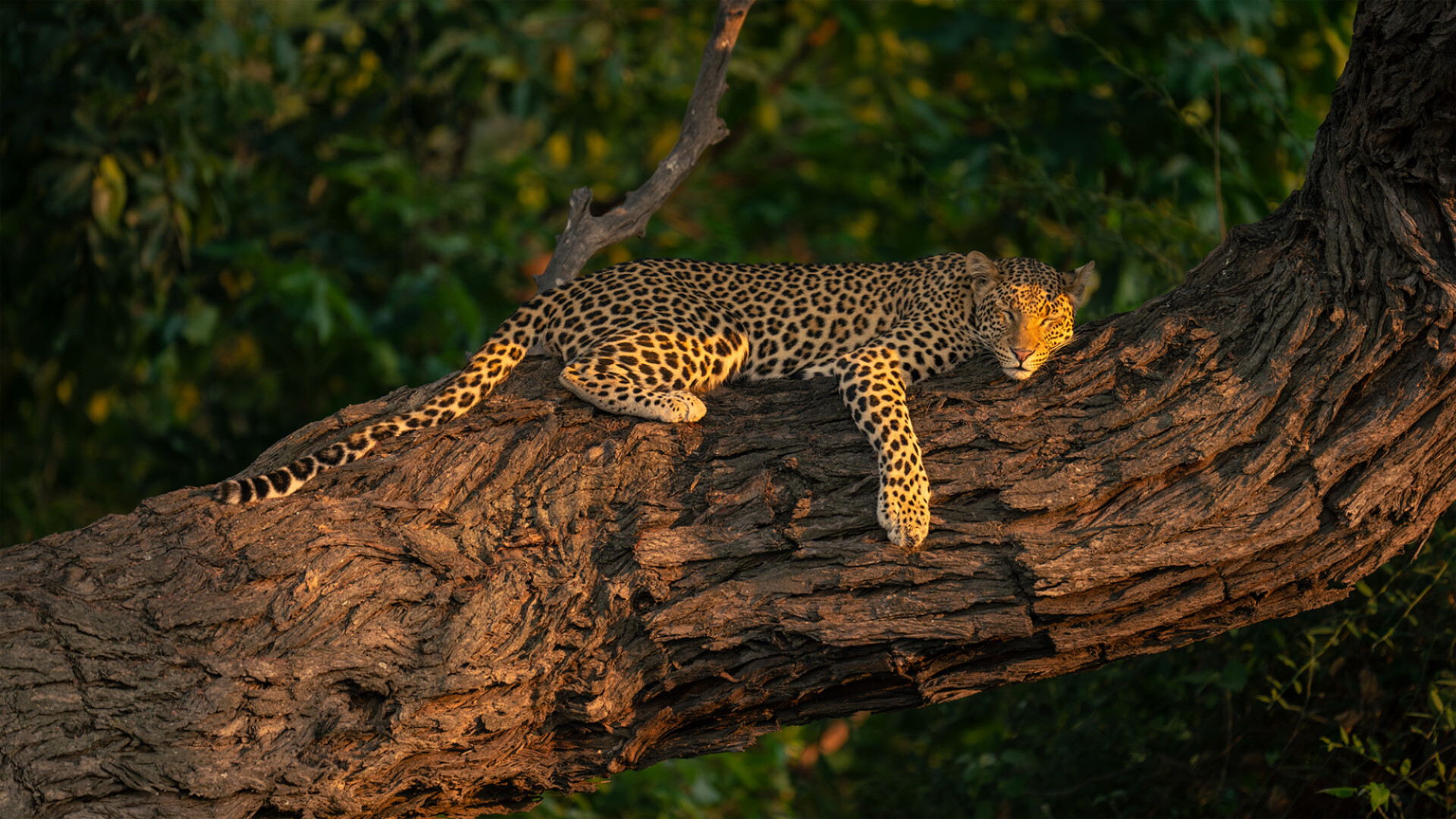 Luxury Escapes Tours Africa