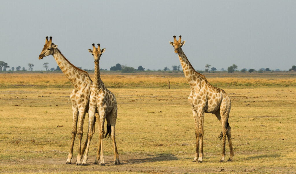 Luxury Escapes Tours Africa