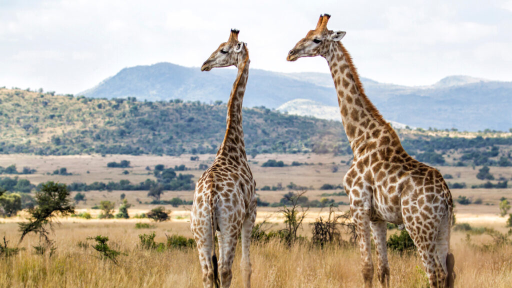 Luxury Escapes Tours Africa