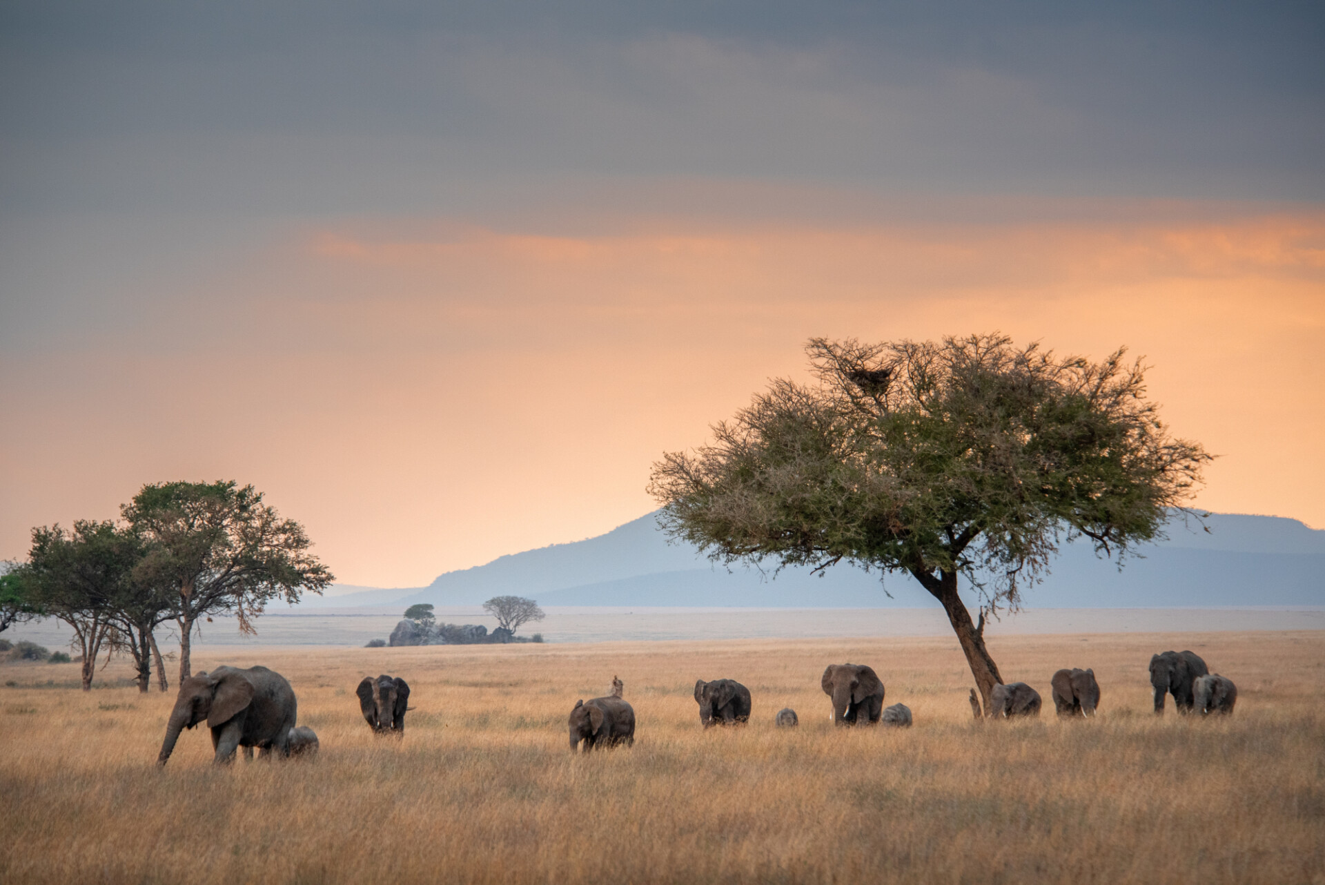 Africa Tours