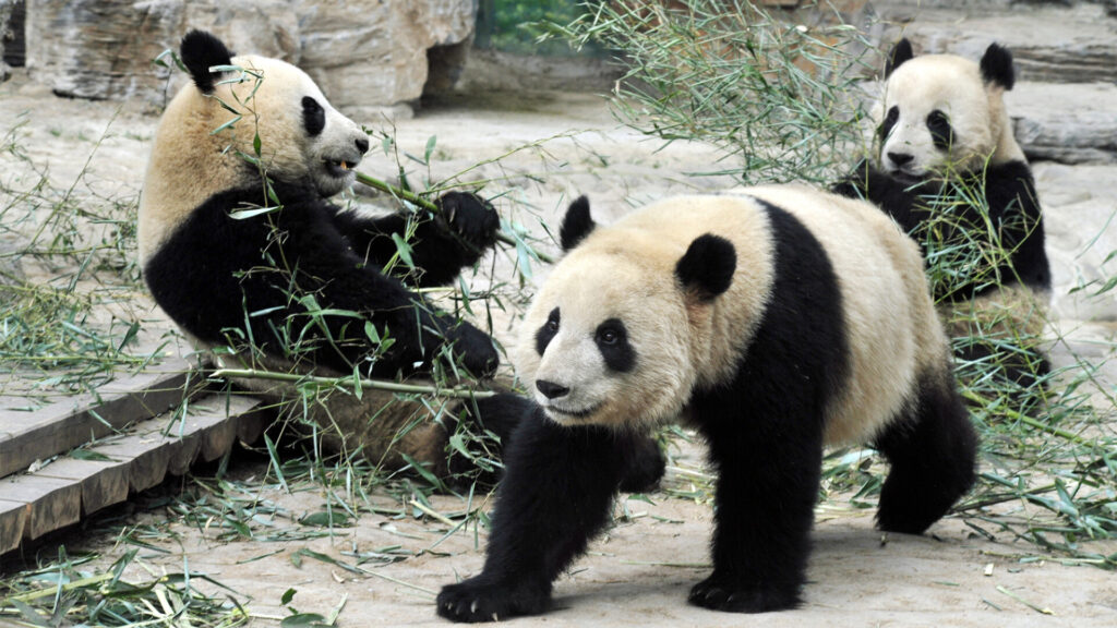 Luxury Escapes Tours Asia China Pandas